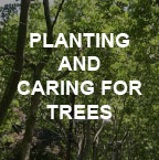Planting and Caring for Trees